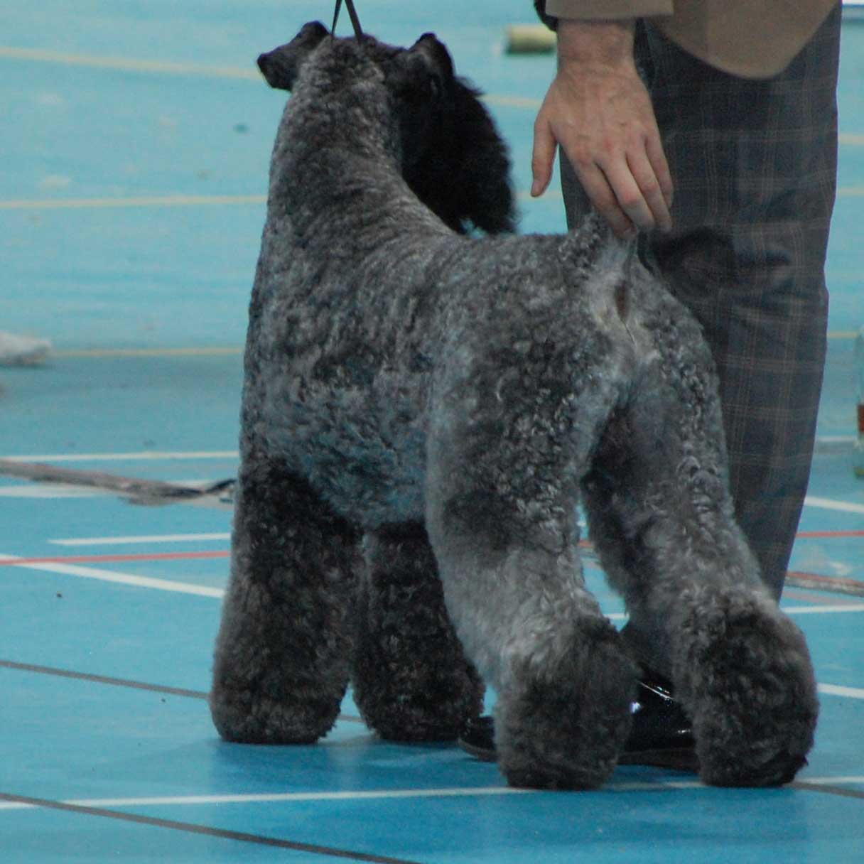 kerry blue terrier: Jubrix First Connection