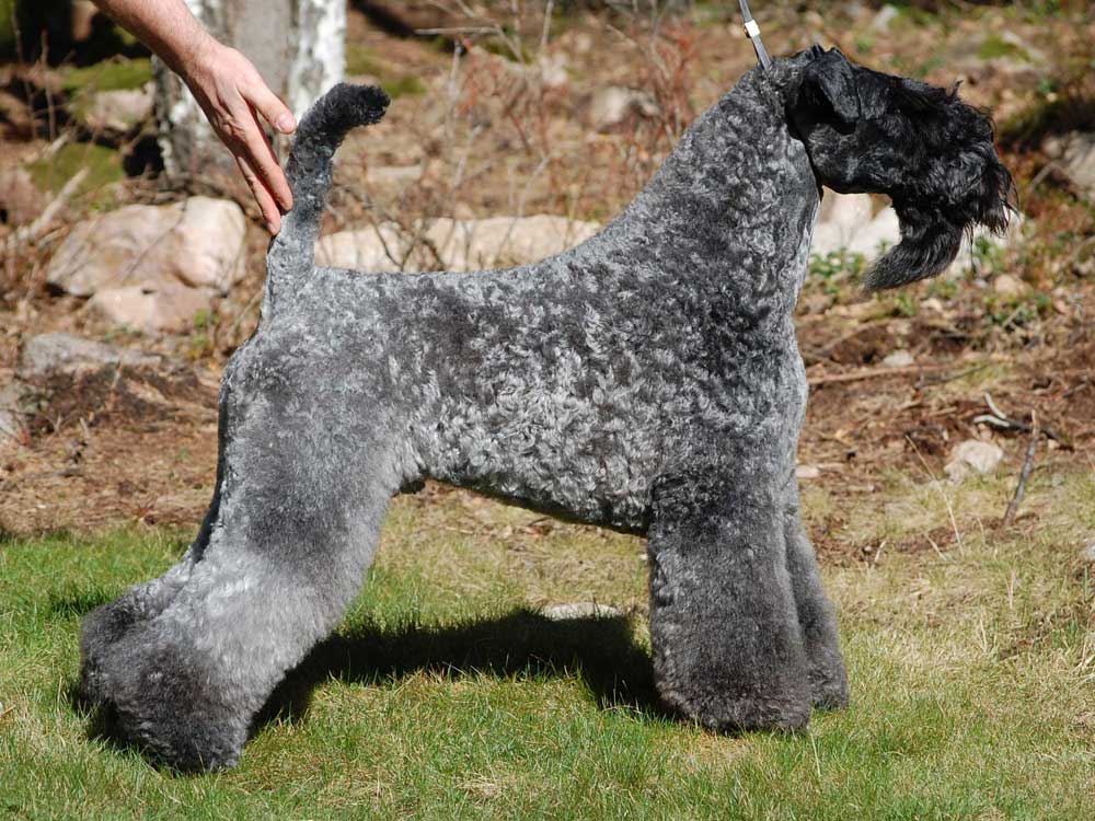 kerry blue terrier: Jubrix First Connection