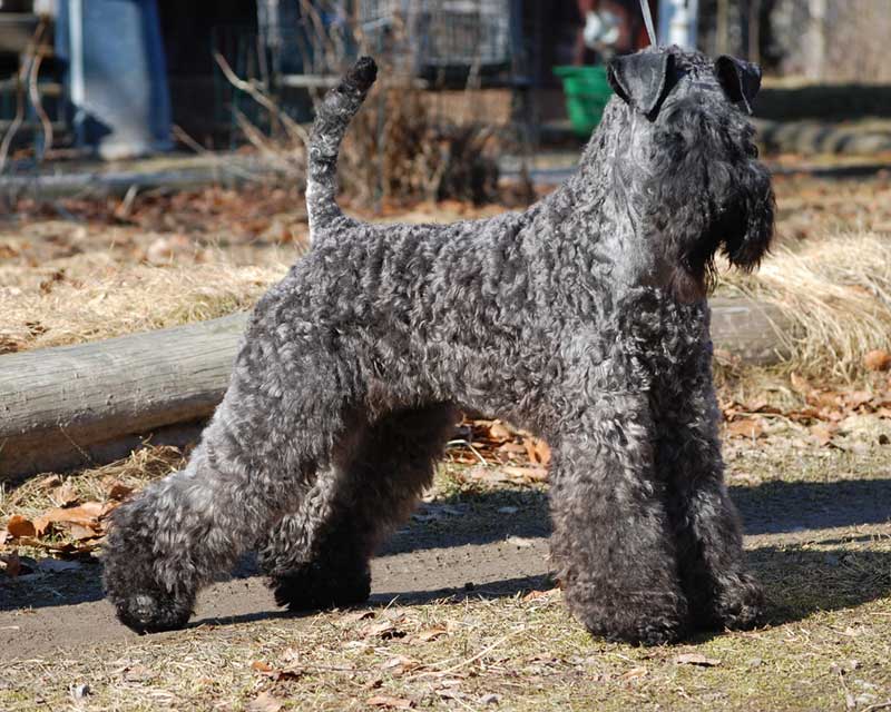 kerry blue terrier: Jubrix First Connection