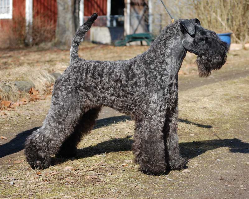 kerry blue terrier: Jubrix First Connection