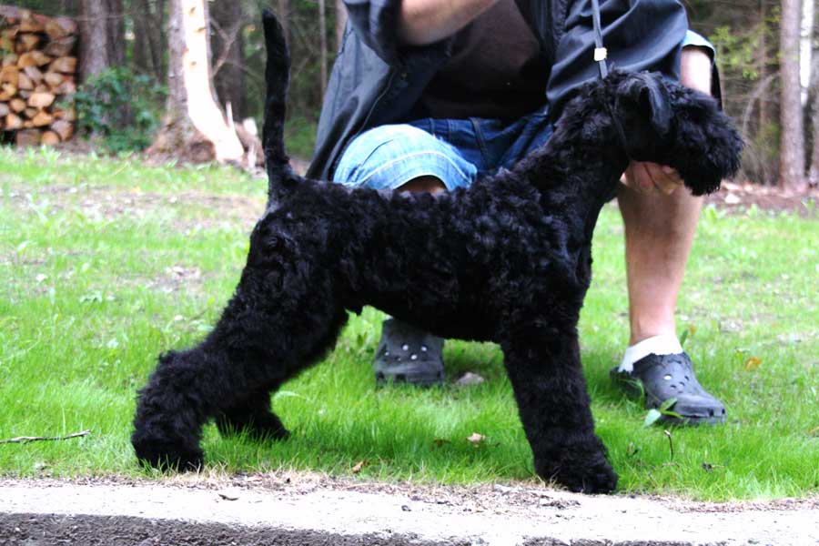 kerry blue terrier: Jubrix First Connection