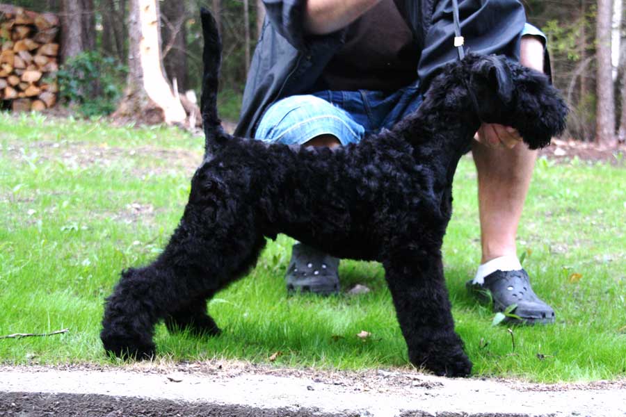 kerry blue terrier: Jubrix First Connection
