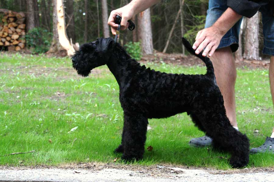 kerry blue terrier: Jubrix First Connection