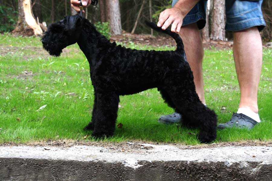 kerry blue terrier: Jubrix First Connection