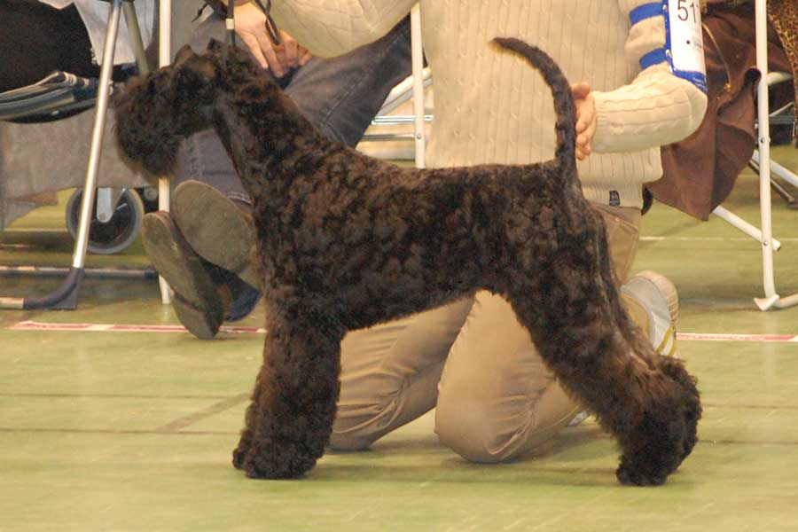 kerry blue terrier: Jubrix First Connection