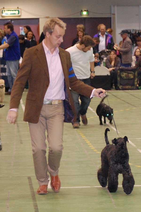 kerry blue terrier: Jubrix First Connection