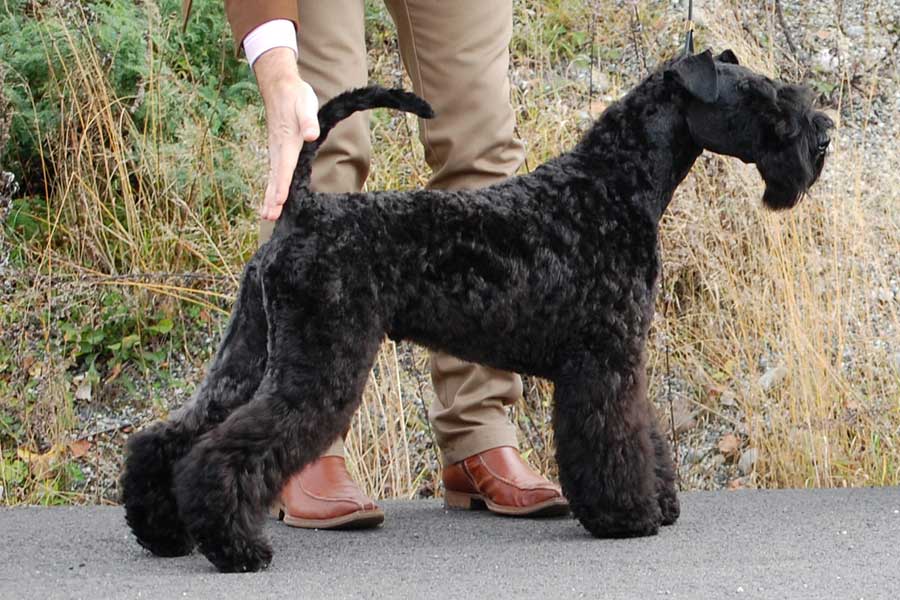 kerry blue terrier: Jubrix First Connection