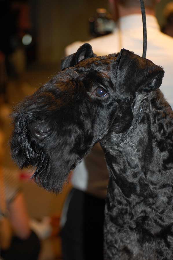 kerry blue terrier: Jubrix First Connection