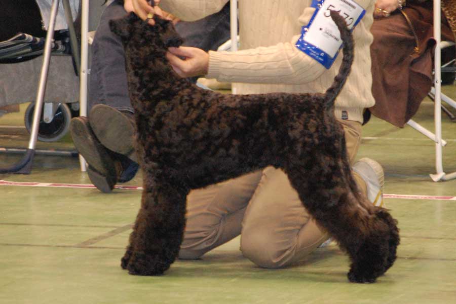 kerry blue terrier: Jubrix First Connection